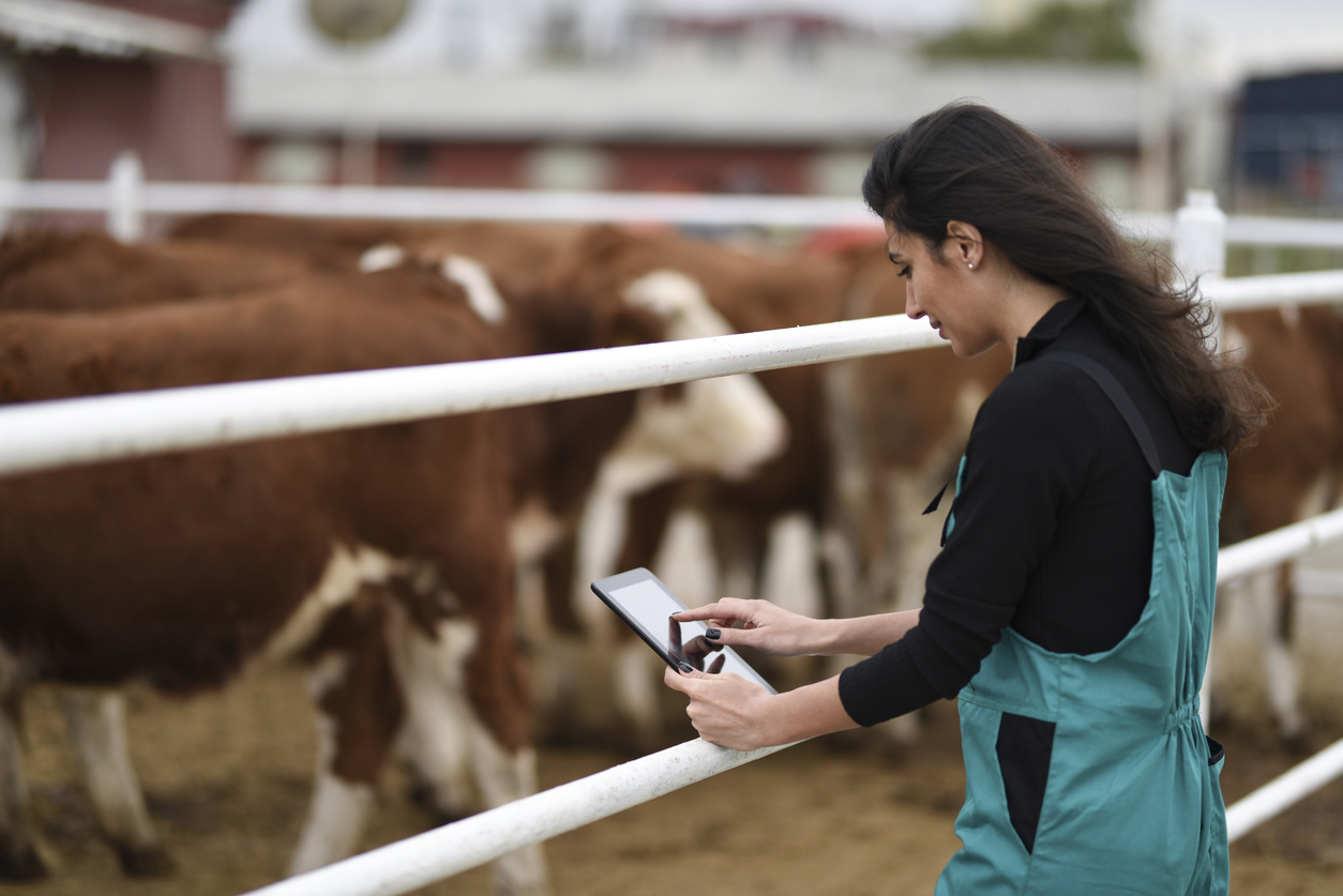 Young female farmer using a digital tablet with her cows